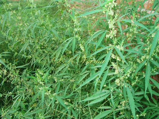  Male Plants